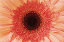 Gerbera