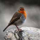 Robin Redbreast