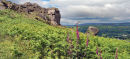Summer Foxgloves, Cow & Calf Rocks, Ilkley Moor