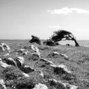 Humphrey Head, Grange-over-Sands