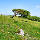 Humphrey Head, Grange-over-Sands