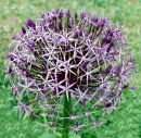 Alium