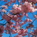 Cherry Blossom