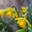 A Host of Daffodils