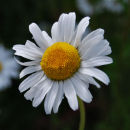 Daisy, daisy