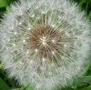 Dandelion Clock