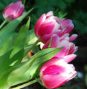 Simply Tulips