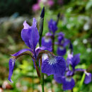 Iris