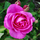 Rose Garden I