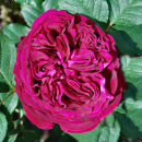 Rose Garden II