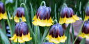 Pretty Maids All In A Row