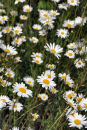 Daisy Chain