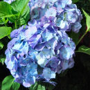 Hydrangea