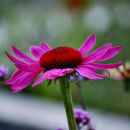 Echinacea