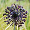 Alium II