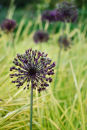 Alium III