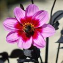 Bee Happy