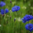 Cornflower blues