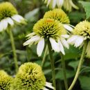 Echinacea Lime