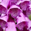 Foxgloves