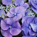Hydrangea