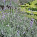 Lavenders Blue