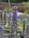 Lavender detail