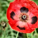 Ladybird poppy