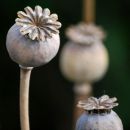 Winter poppy