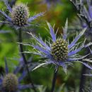 Sea Holly