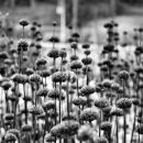 Winter garden