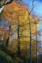 Autumn Light, Strid Wood