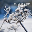 Cow Parsley