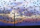  Starlings at Dusk