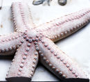 Starfish detail from "Seashore"