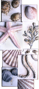 Seashore