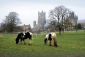 33 Ely Grazing in the park