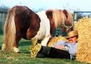 A picture used to promote the Small Breeds farm and Owl Centre near Kington, Herefordshire. Some feed on the owners hat was all that was needed to encourage miniature horse Carslberg to tuck in.  