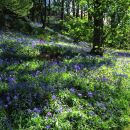 Blustery Bluebells, Marles Wood
