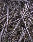Forestry debris, Longridge