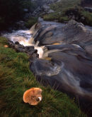 Fungi and stream