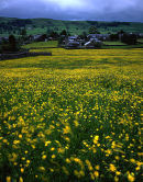 Buttercup Meadow, Rathmell