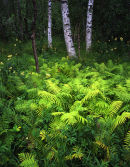 Three birches and ferns