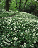 Carpet of ramsons, Spring Wood