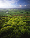 Vibrant Bilberry, Longridge