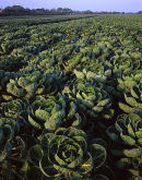 Sprouts, Hesketh Bank