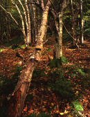 Cleatop Park