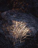 After the Fire