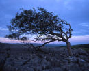 Ash Tree & Ingleborough