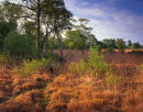 Astley Moss